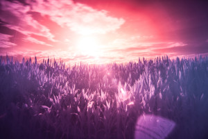 red-sun-purple-dream